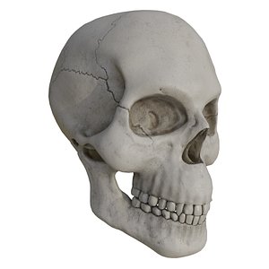 Skull