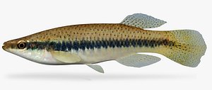 Fundulus olivaceus Blackspotted Topminnow