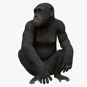 mammal animal monkey 3D model