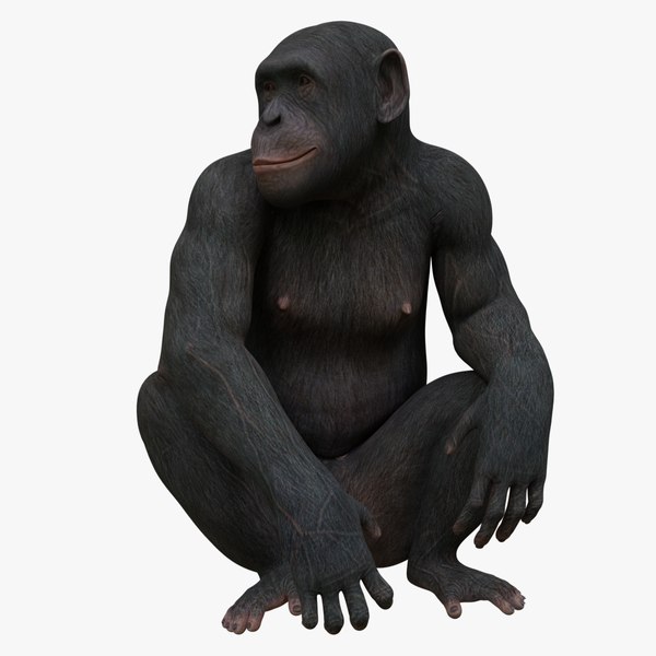 3D Monkey Models | TurboSquid
