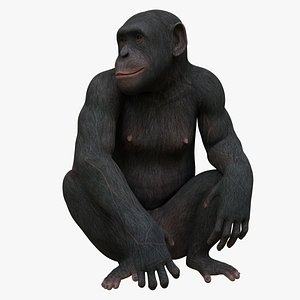 monkey