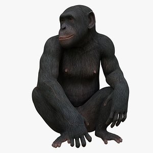 monkey