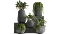Crassula in a black flowerpots 810