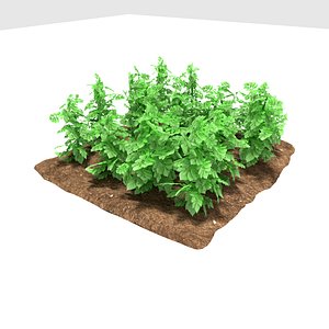 Potato 3 growth stages