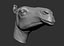 obj camel head