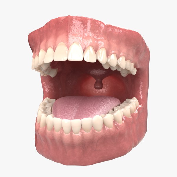 Modèle anatomique de dents, Modèle anatomique de dentition - Tous les  fabricants de matériel médical