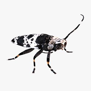 longhorn beetle 3D model