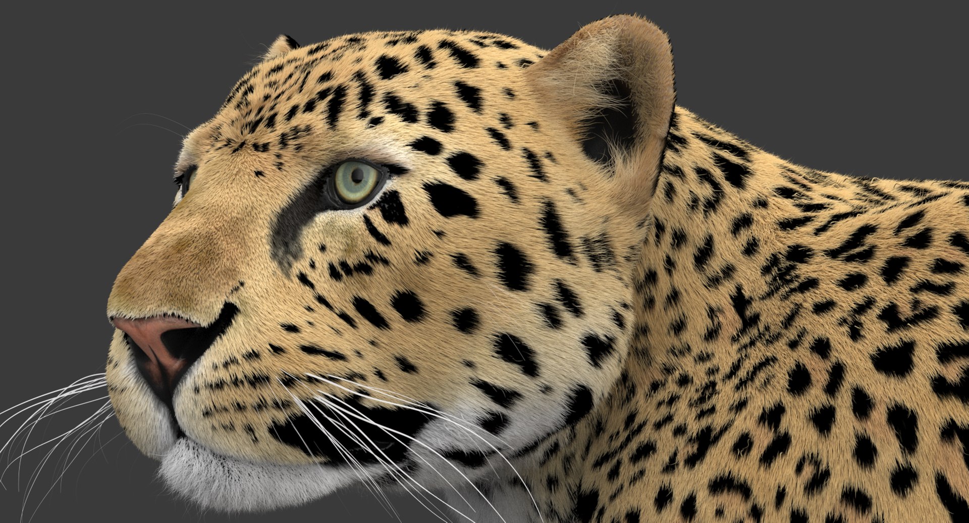 3D Leopard V2 Animated-Rigged-Fur - TurboSquid 2056514