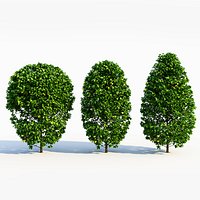 Carpinus betulus a