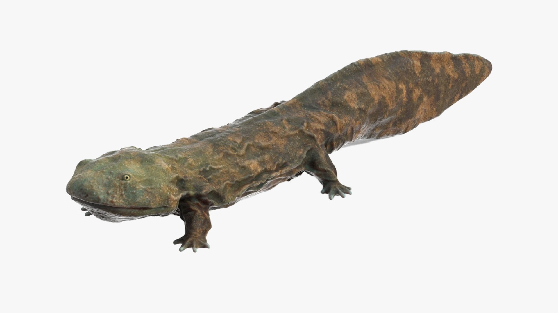 Aquatic Salamander Light Wet Rigged for Cinema 4D 3D model preview