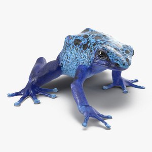 Poison Dart Frog Pose 3 3D Model