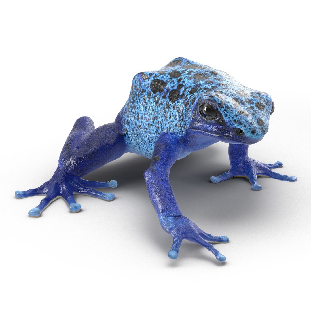 Poison Dart Frog Pose 3D Model