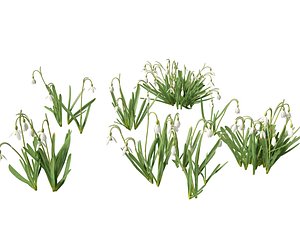 3D model Galanthus nivalis - Snowdrop