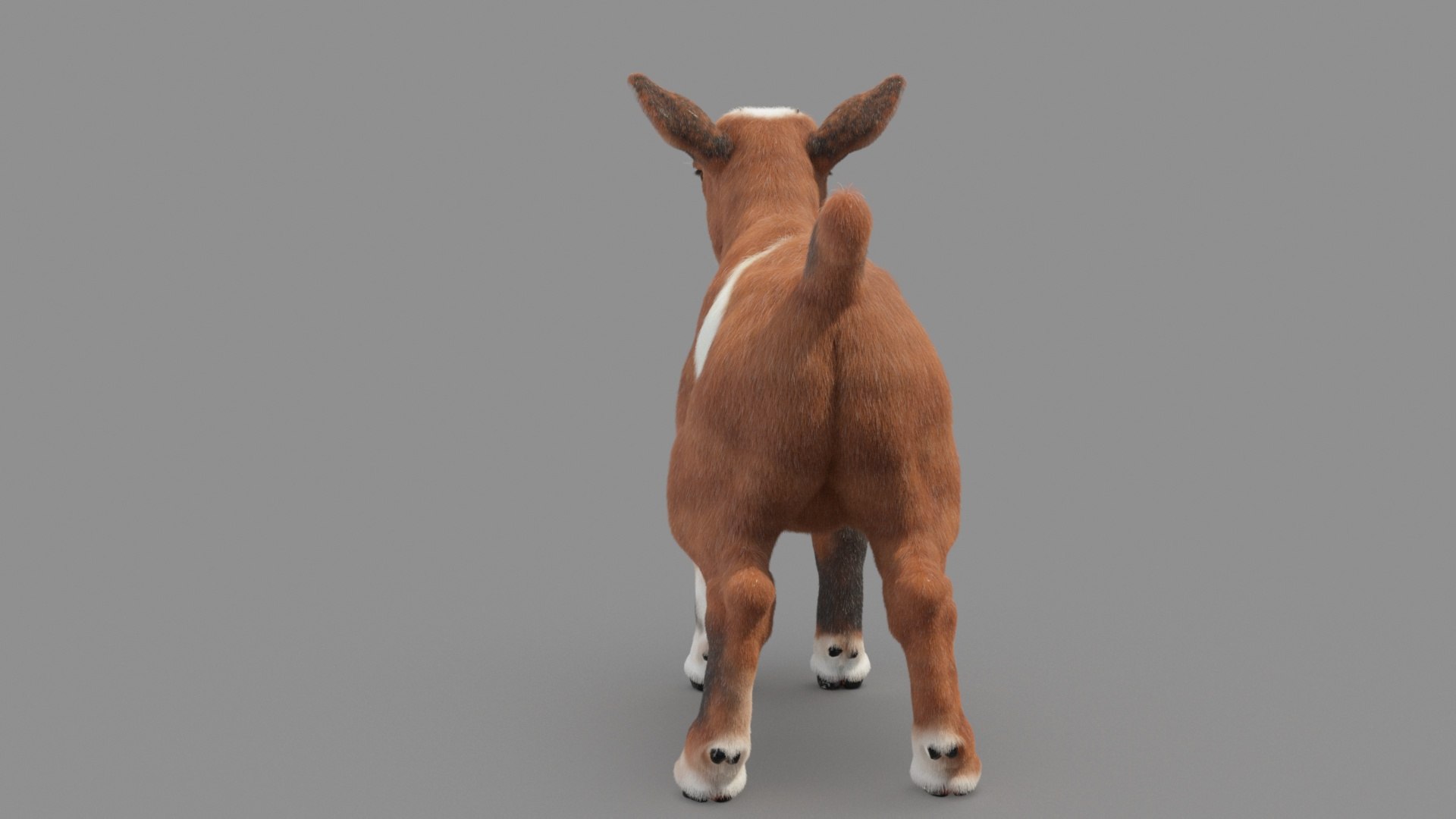 Baby Goat 3D Model - TurboSquid 1812985