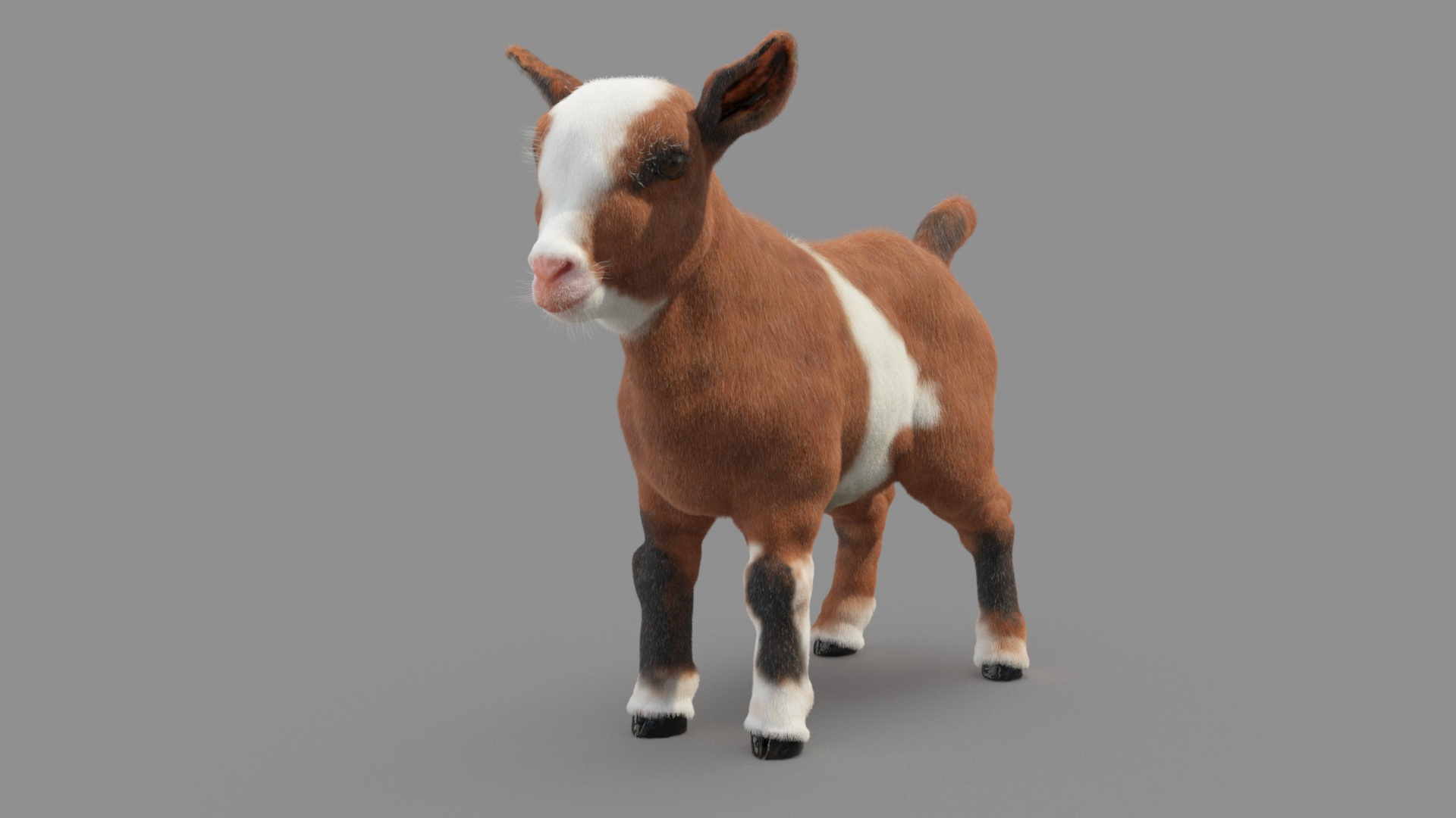 Baby Goat 3D Model - TurboSquid 1812985