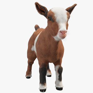 Baby Goat 3D model