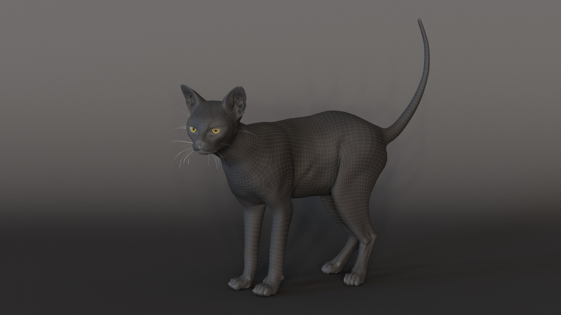 Cat Rigged 3D Model - TurboSquid 2357418