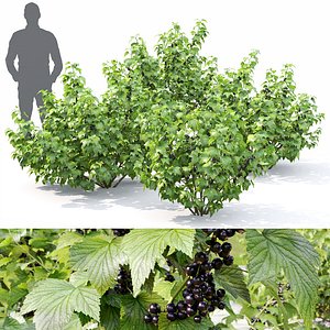 Currant 01