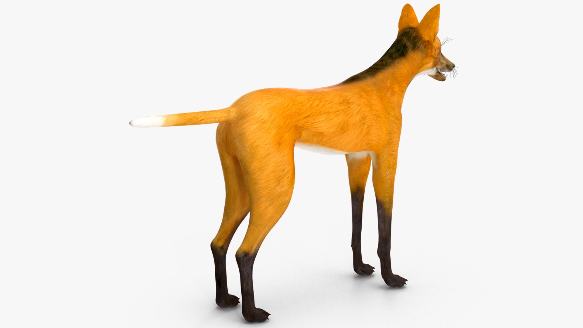 Chrysocyon 3D model https://p.turbosquid.com/ts-thumb/jE/yeF9kU/3k/chrysocyonvray3dmodel011/jpg/1709594563/1920x1080/fit_q87/5546c6d19c4ea43092f199dc30574be6f51c30f3/chrysocyonvray3dmodel011.jpg
