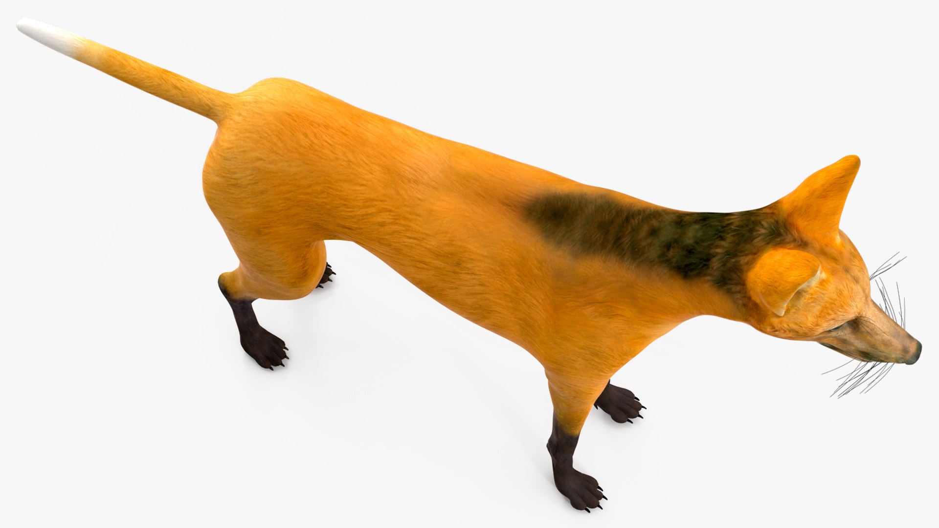 Chrysocyon 3D model https://p.turbosquid.com/ts-thumb/jE/yeF9kU/3q/chrysocyonvray3dmodel012/jpg/1709594567/1920x1080/fit_q87/7e311fadc99b8329fe23c1cd68508cdb6864feaa/chrysocyonvray3dmodel012.jpg
