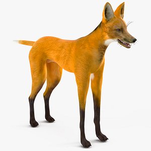 Chrysocyon