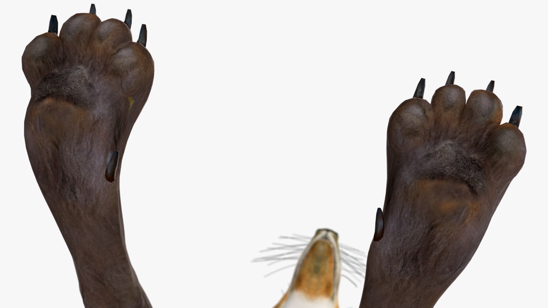 Chrysocyon 3D model https://p.turbosquid.com/ts-thumb/jE/yeF9kU/9J/chrysocyonvray3dmodel015/jpg/1709594578/1920x1080/fit_q87/a82688b128949e87ff616001ef9f0aa00da67918/chrysocyonvray3dmodel015.jpg