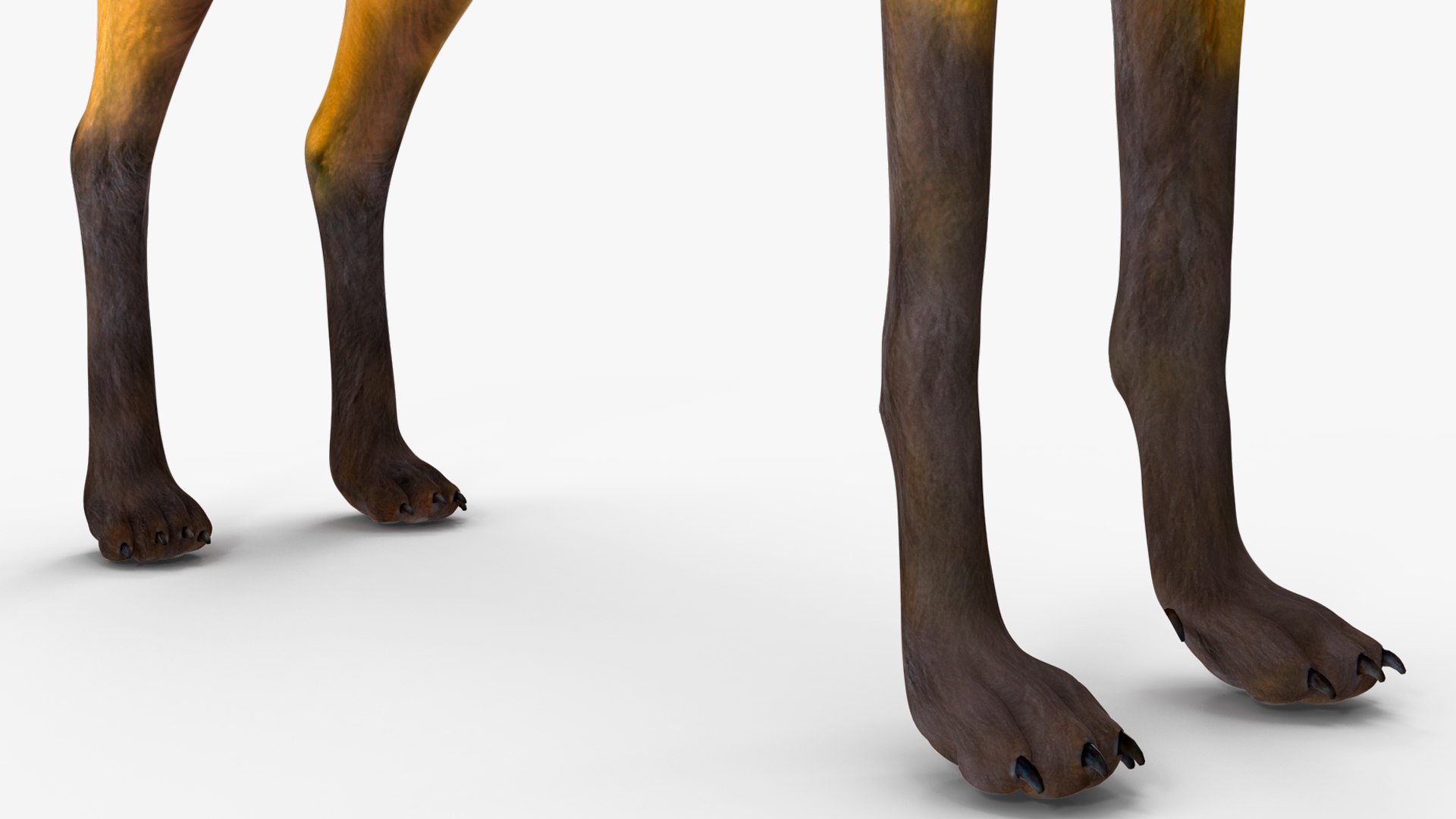 Chrysocyon 3D model https://p.turbosquid.com/ts-thumb/jE/yeF9kU/Nr/chrysocyonvray3dmodel018/jpg/1709594590/1920x1080/fit_q87/26d79824266c4c1eee3f9e06ed180d7643148f18/chrysocyonvray3dmodel018.jpg