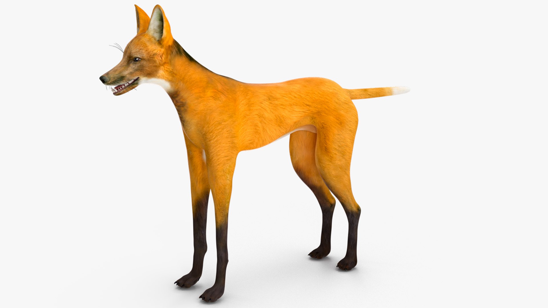 Chrysocyon 3D model https://p.turbosquid.com/ts-thumb/jE/yeF9kU/cm/chrysocyonvray3dmodel010/jpg/1709594560/1920x1080/fit_q87/5f459c2f2bd9cf8345dbb86405426ab5ed700c1d/chrysocyonvray3dmodel010.jpg