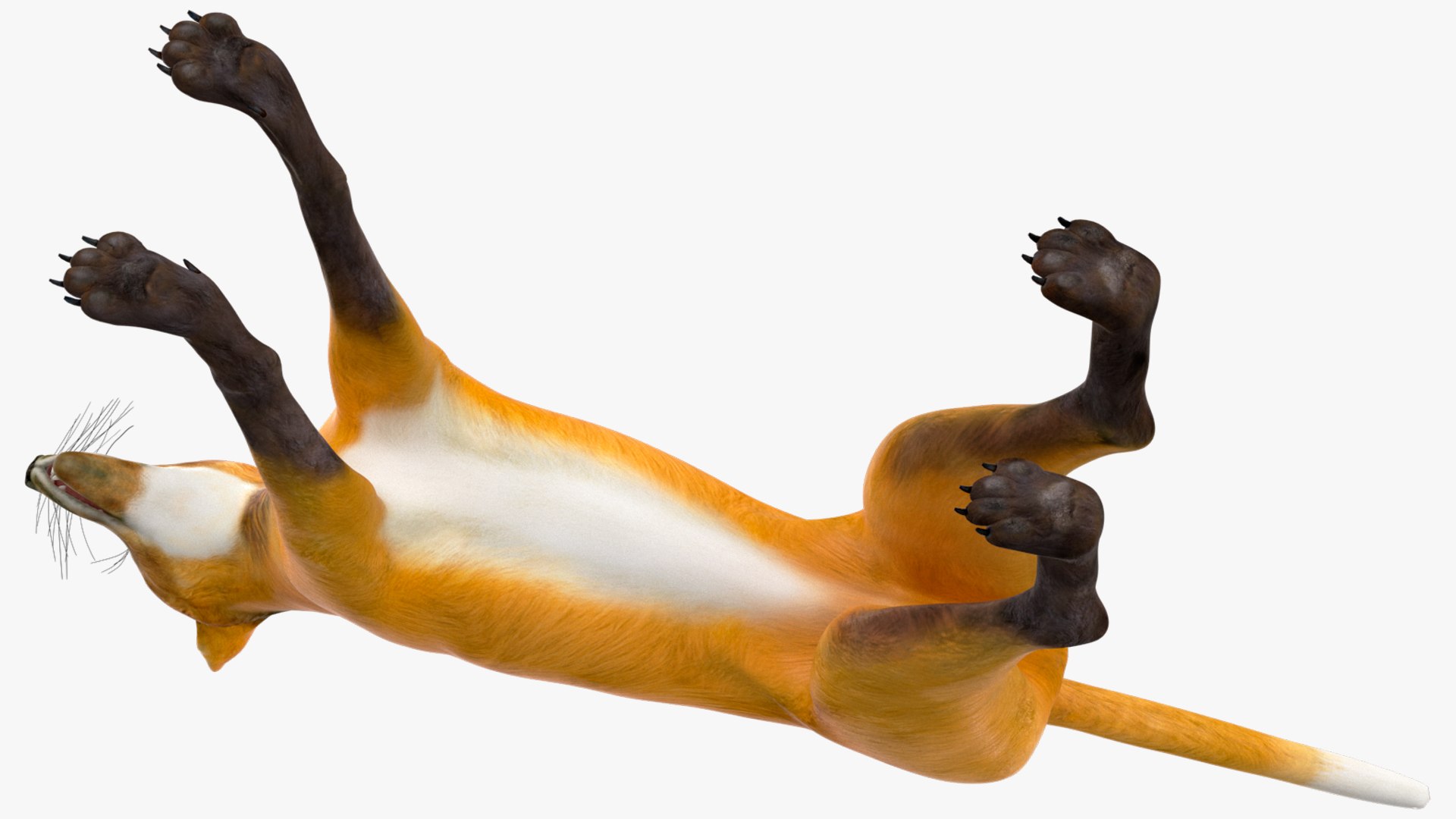 Chrysocyon 3D model https://p.turbosquid.com/ts-thumb/jE/yeF9kU/wm/chrysocyonvray3dmodel013/jpg/1709594571/1920x1080/fit_q87/804a23dd356d2042e9eff048cac2b02eee22c0e9/chrysocyonvray3dmodel013.jpg