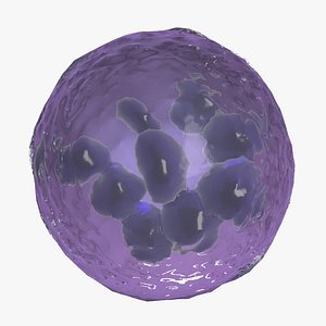 Megakaryocyte