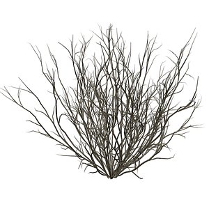 Broom Snakeweed Bush - 06 - 3D model