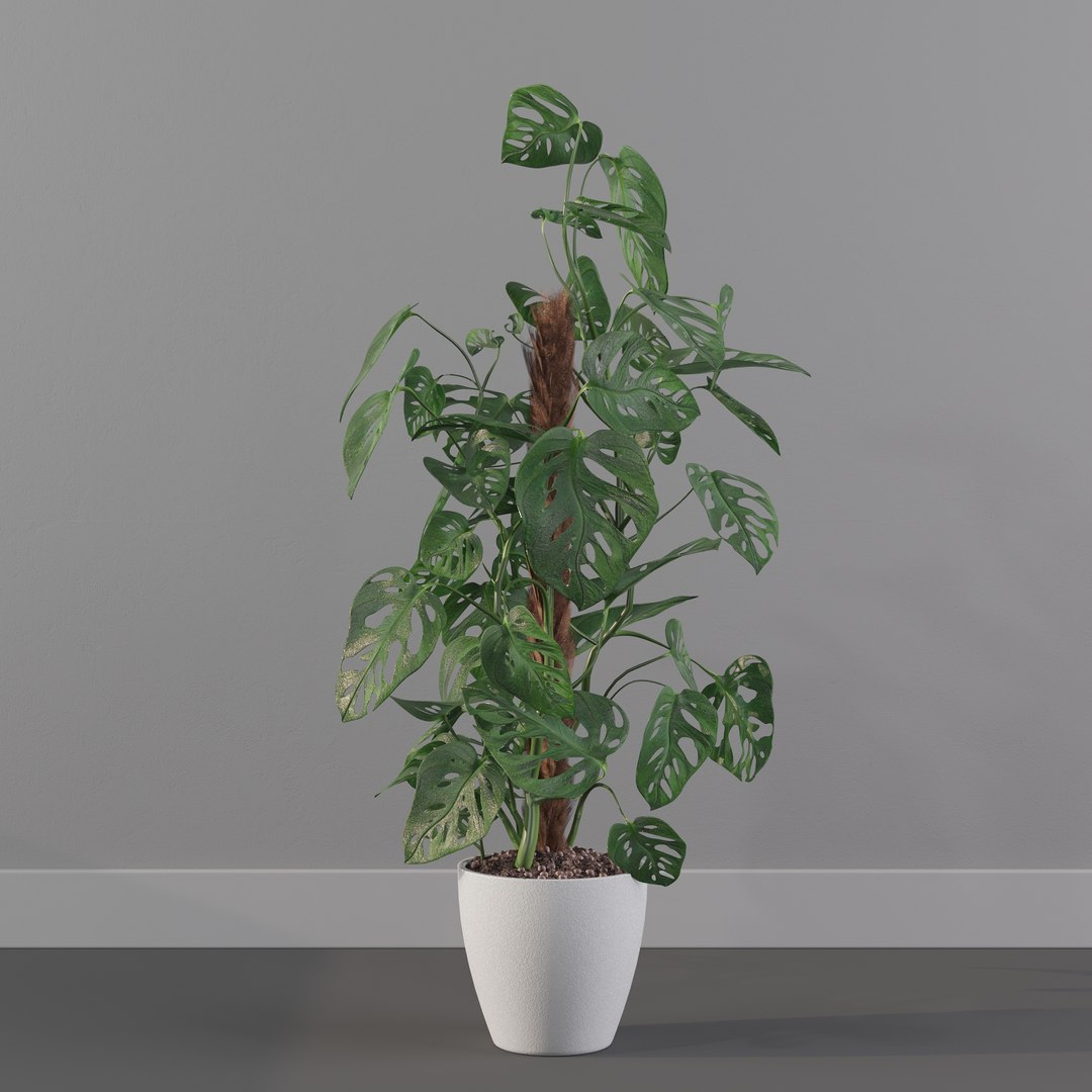 Monstera monkey mask 3D model https://p.turbosquid.com/ts-thumb/jF/A1H6Qz/BY/monkeymask0013/jpg/1707239335/1920x1080/fit_q87/fba8dcdf25194d4dcdee39ceca19c17988c5d858/monkeymask0013.jpg