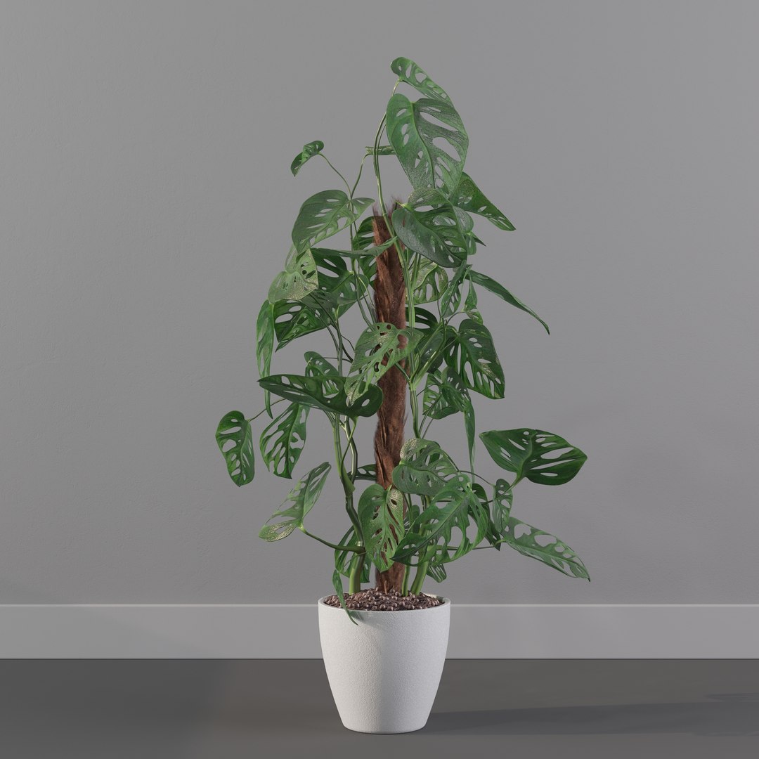 Monstera monkey mask 3D model https://p.turbosquid.com/ts-thumb/jF/A1H6Qz/BZ/monkeymask0009/jpg/1707239354/1920x1080/fit_q87/3abaf494b5c8415d80724cc3617cbc9584a003d3/monkeymask0009.jpg