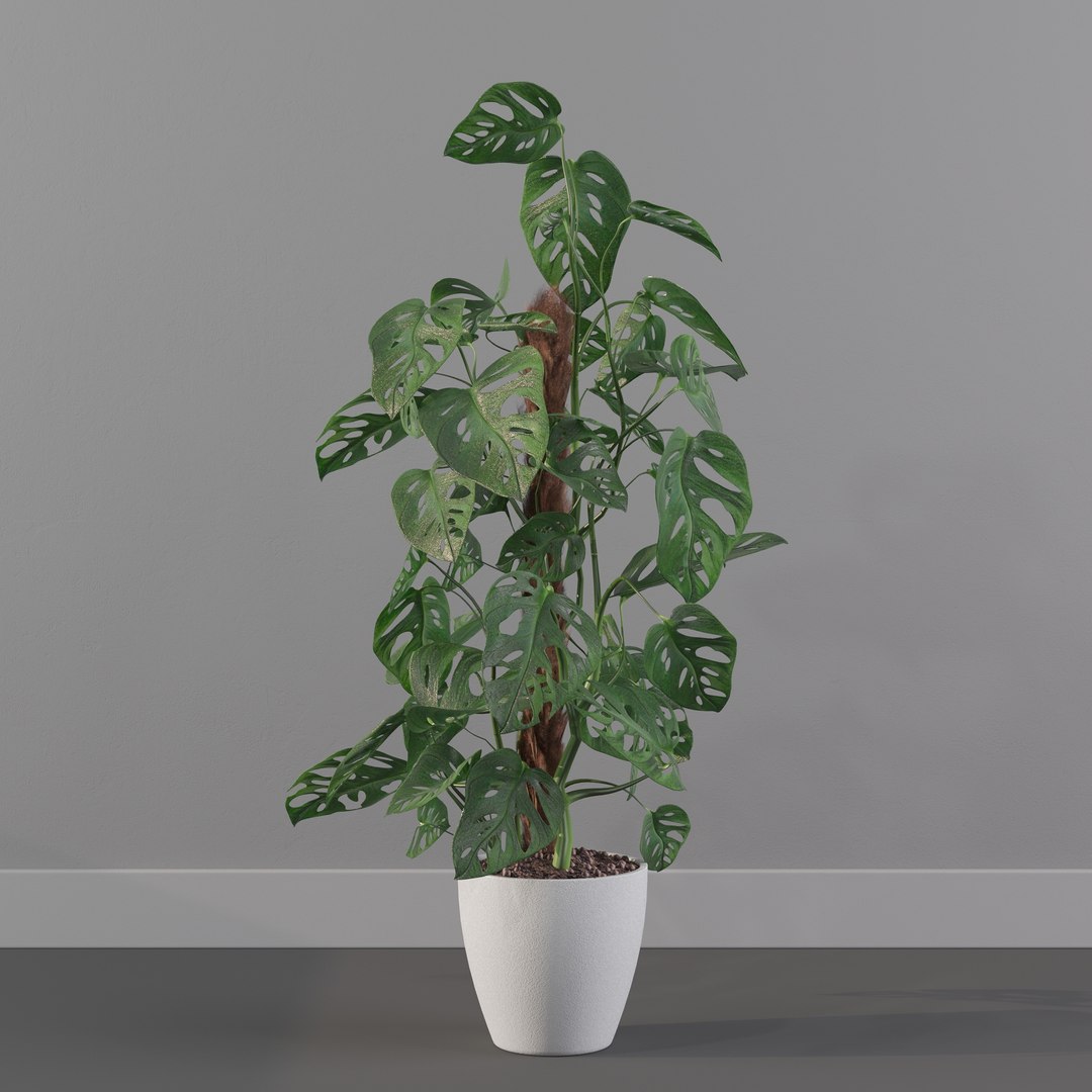 Monstera monkey mask 3D model https://p.turbosquid.com/ts-thumb/jF/A1H6Qz/EN/monkeymask0015/jpg/1707239336/1920x1080/fit_q87/5c74ad4a8b7ade4e6e448d7fcbfbf67387557469/monkeymask0015.jpg