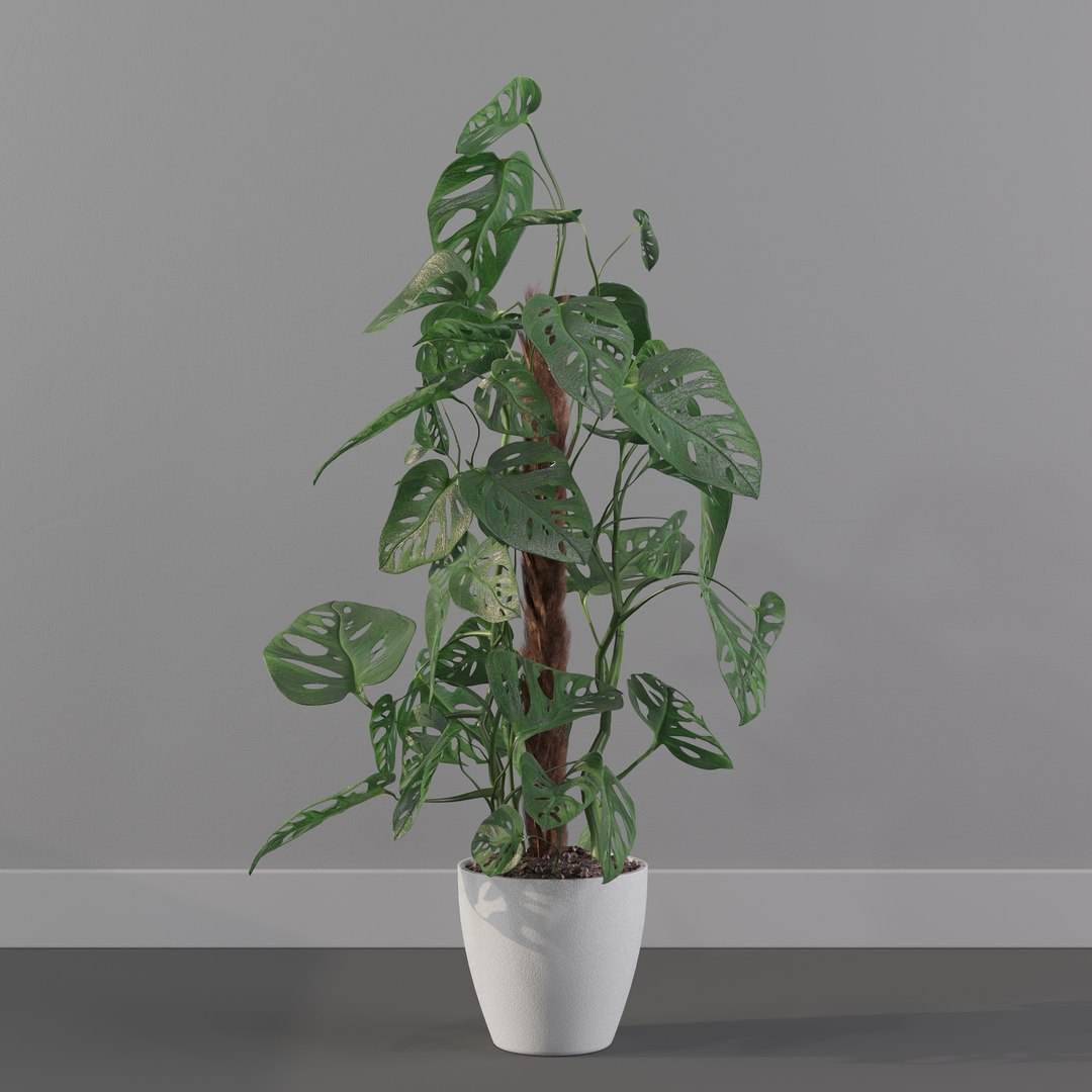 Monstera monkey mask 3D model https://p.turbosquid.com/ts-thumb/jF/A1H6Qz/FB/monkeymask0018/jpg/1707239338/1920x1080/fit_q87/50c75b9ad1edc3a0a05161b0c5b2d85e48ac84e6/monkeymask0018.jpg