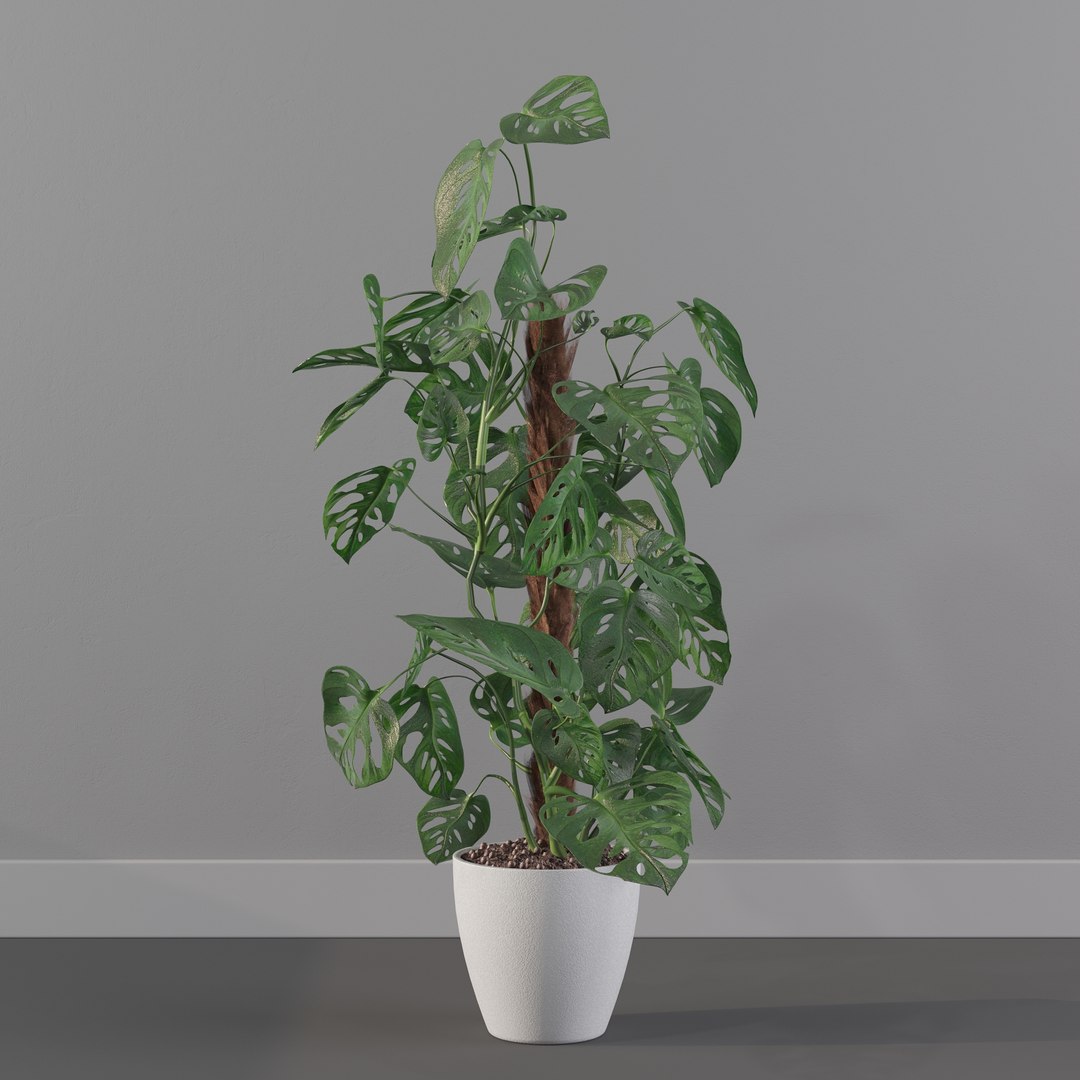 Monstera monkey mask 3D model https://p.turbosquid.com/ts-thumb/jF/A1H6Qz/FF/monkeymask0004/jpg/1707239349/1920x1080/fit_q87/8dc6600511485f720f652dc6bacadd8a3a9644ae/monkeymask0004.jpg