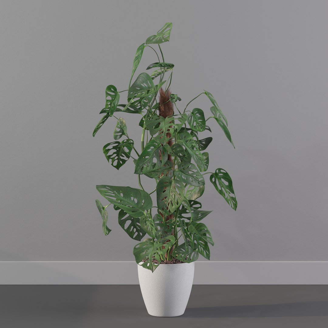 Monstera monkey mask 3D model https://p.turbosquid.com/ts-thumb/jF/A1H6Qz/Fd/monkeymask0000/jpg/1707239345/1920x1080/fit_q87/c34581e1f62be45f751654589bc2394a16a3fc26/monkeymask0000.jpg
