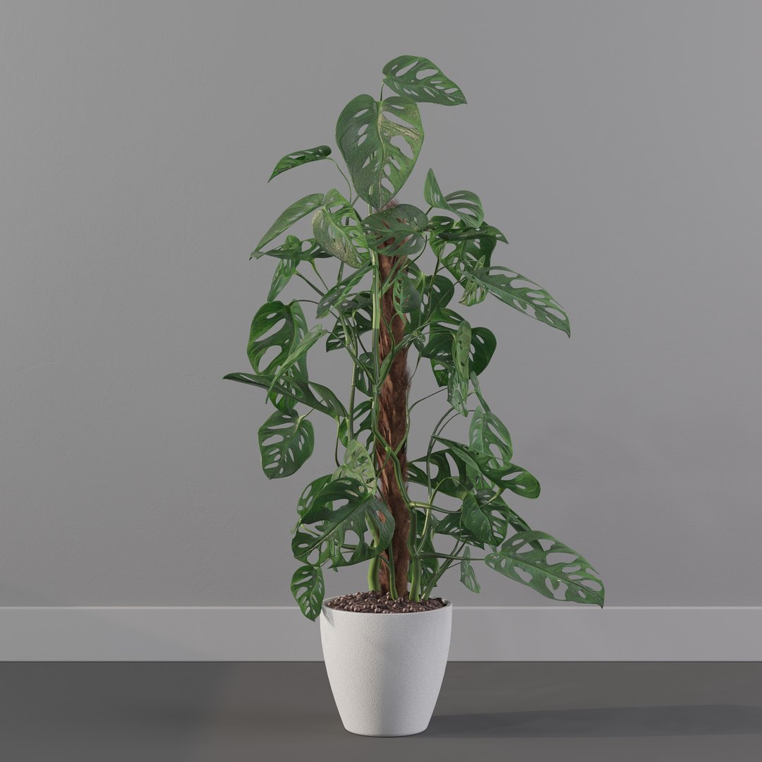Monstera monkey mask 3D model https://p.turbosquid.com/ts-thumb/jF/A1H6Qz/H6/monkeymask0007/jpg/1707239352/1920x1080/fit_q87/952eb64e174d4b49eeb62786917aadf2c6f063ad/monkeymask0007.jpg