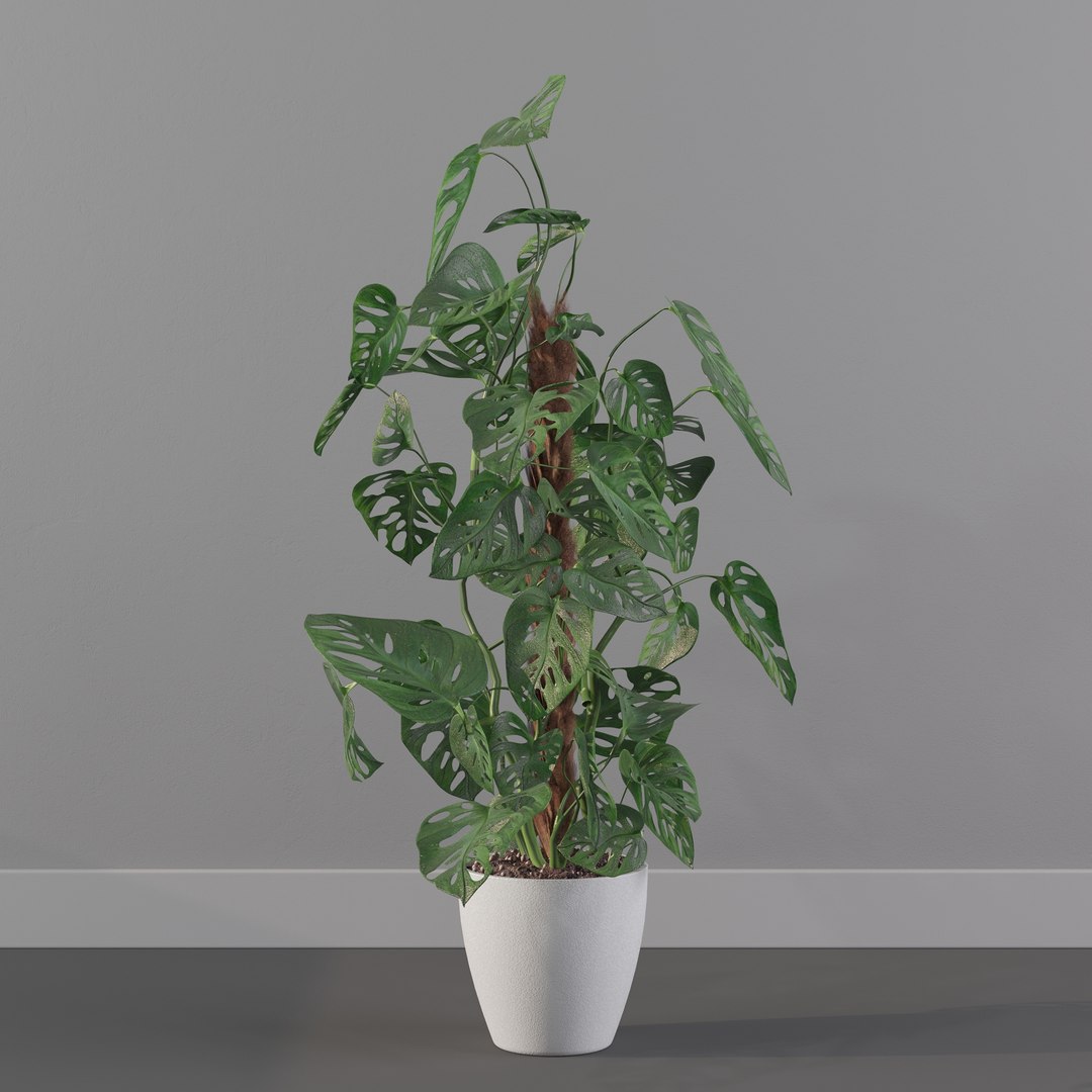 Monstera monkey mask 3D model https://p.turbosquid.com/ts-thumb/jF/A1H6Qz/KY/monkeymask0022/jpg/1707239341/1920x1080/fit_q87/ed19ef1357d5e8214fdb4c2c12d7c3708cd211f3/monkeymask0022.jpg