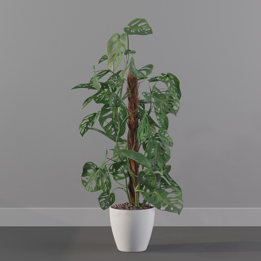 Monstera monkey mask 3D model https://p.turbosquid.com/ts-thumb/jF/A1H6Qz/Ke/monkeymask0005/jpg/1707239350/1920x1080/fit_q87/0830d161a283d6fdff37c87045b1e93bc9418f44/monkeymask0005.jpg
