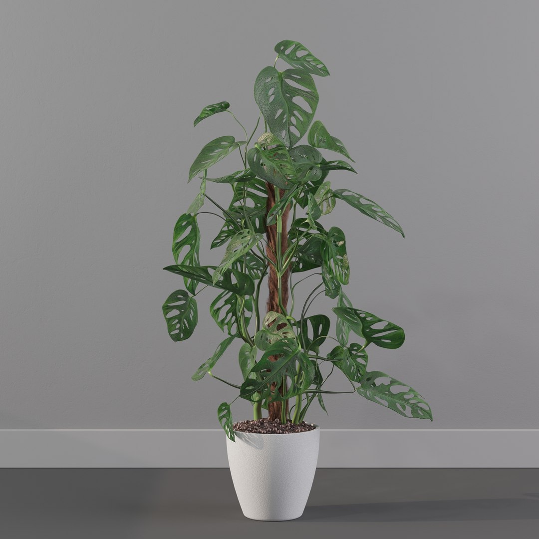 Monstera monkey mask 3D model https://p.turbosquid.com/ts-thumb/jF/A1H6Qz/L1/monkeymask0008/jpg/1707239355/1920x1080/fit_q87/f84fbb2b785e0d1d2314e36d9742a38f469b828b/monkeymask0008.jpg