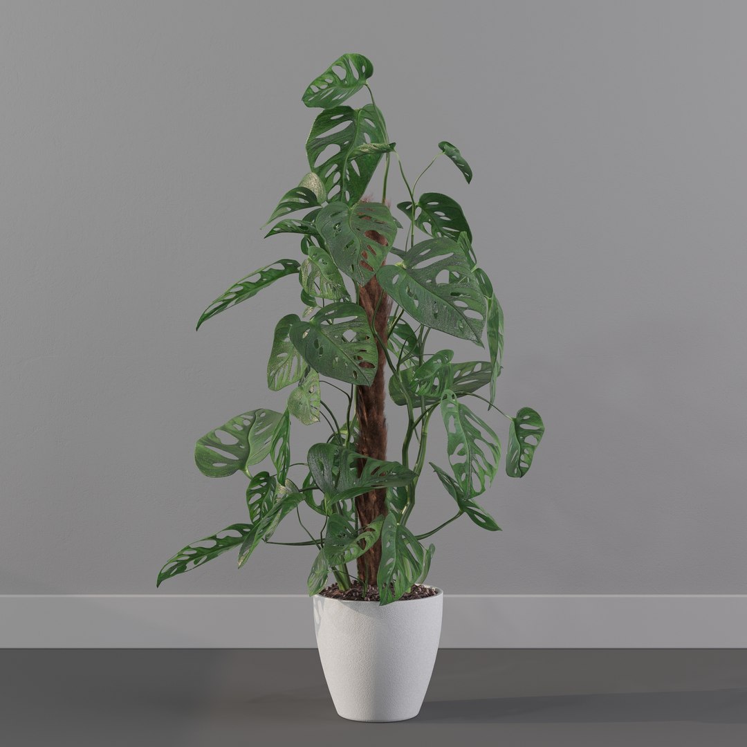 Monstera monkey mask 3D model https://p.turbosquid.com/ts-thumb/jF/A1H6Qz/LY/monkeymask0017/jpg/1707239338/1920x1080/fit_q87/483e2fac3f20d485ada3589b524b3fb7b3b5e290/monkeymask0017.jpg