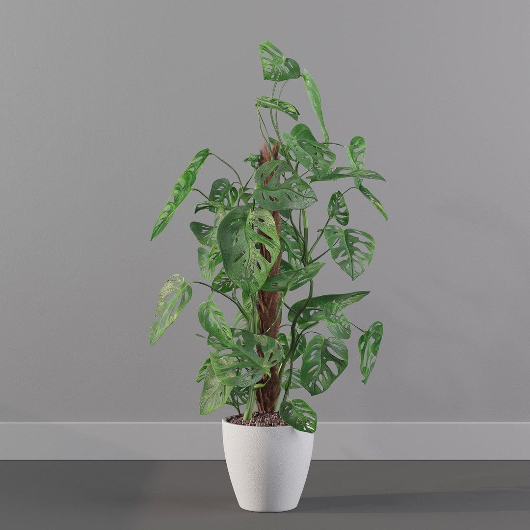 Monstera monkey mask 3D model https://p.turbosquid.com/ts-thumb/jF/A1H6Qz/Ll/monsteramonkeymaskonastake01c/jpg/1707239343/1920x1080/fit_q87/366aa57e2789e3825d252e47975794c6cdf50af8/monsteramonkeymaskonastake01c.jpg