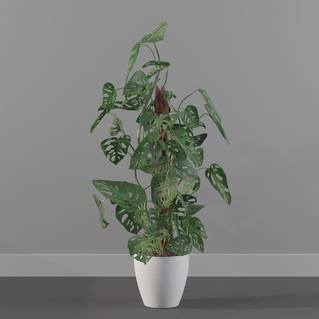 Monstera monkey mask 3D model https://p.turbosquid.com/ts-thumb/jF/A1H6Qz/NB/monkeymask0023/jpg/1707239345/1920x1080/fit_q87/65254a561caefd91852075716ae88626060b20bf/monkeymask0023.jpg