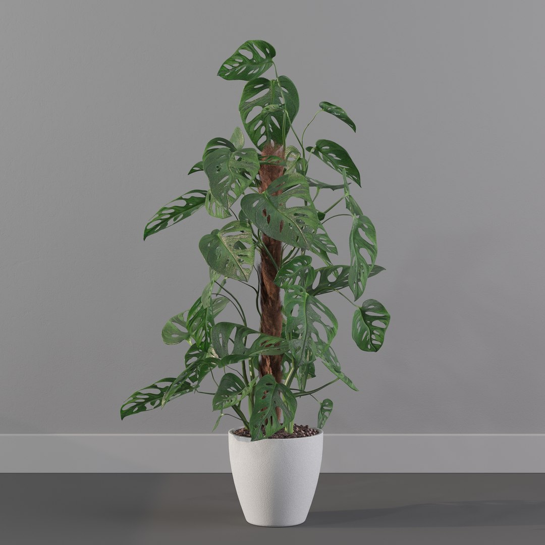 Monstera monkey mask 3D model https://p.turbosquid.com/ts-thumb/jF/A1H6Qz/ko/monkeymask0016/jpg/1707239336/1920x1080/fit_q87/35da9be20f3eae3ed90a5c22fbda1b344c5529a2/monkeymask0016.jpg
