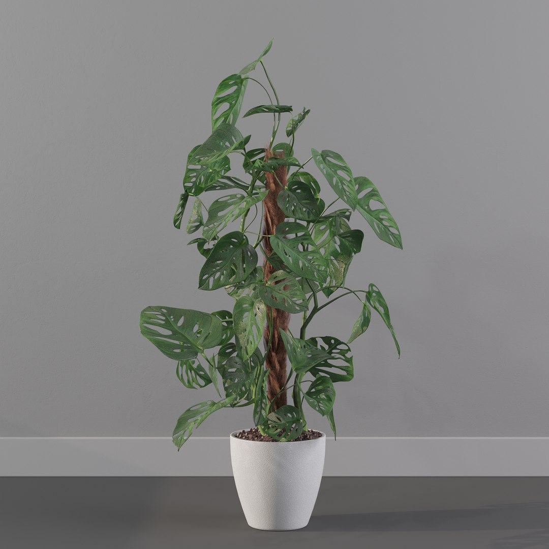 Monstera monkey mask 3D model https://p.turbosquid.com/ts-thumb/jF/A1H6Qz/qC/monkeymask0020/jpg/1707239339/1920x1080/fit_q87/e5fd5c76a96380a51bac0d4c2317589a7e16d38e/monkeymask0020.jpg