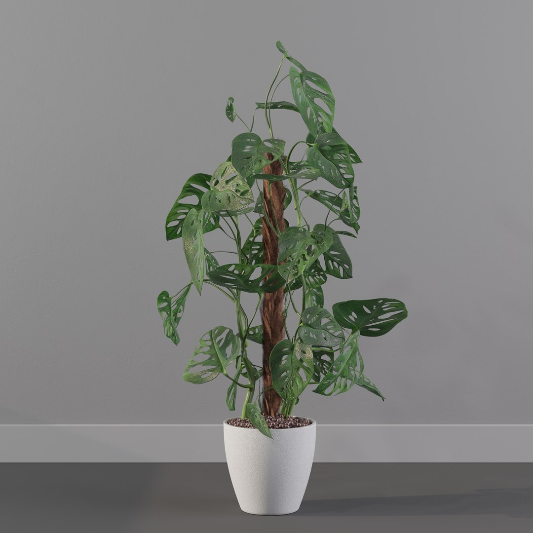 Monstera monkey mask 3D model https://p.turbosquid.com/ts-thumb/jF/A1H6Qz/rY/monkeymask0010/jpg/1707239355/1920x1080/fit_q87/c4379a3207022261d6c146433ad2326b1e91a12e/monkeymask0010.jpg