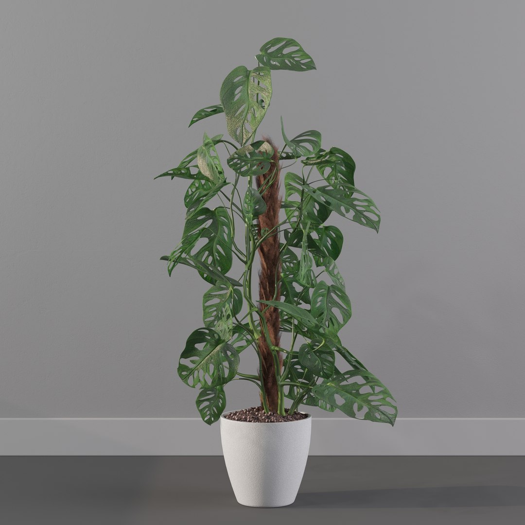 Monstera monkey mask 3D model https://p.turbosquid.com/ts-thumb/jF/A1H6Qz/tp/monkeymask0006/jpg/1707239352/1920x1080/fit_q87/7f661776db6f4dd2ed116370923a101e9da8b4d6/monkeymask0006.jpg
