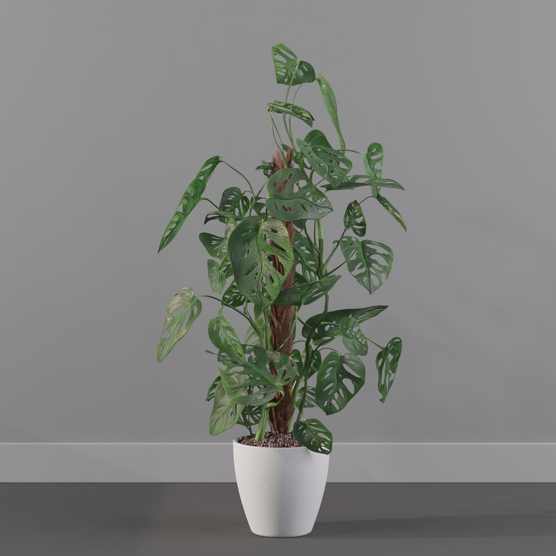 Monstera monkey mask 3D model https://p.turbosquid.com/ts-thumb/jF/A1H6Qz/uN/monkeymask0012/jpg/1707239333/1920x1080/fit_q87/775758d89e56780c4b9281d644115c9dbd56c643/monkeymask0012.jpg