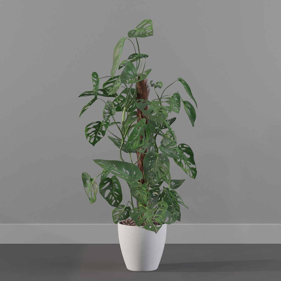 Monstera monkey mask 3D model https://p.turbosquid.com/ts-thumb/jF/A1H6Qz/ux/monkeymask0003/jpg/1707239351/1920x1080/fit_q87/a09909029af238f89f1437918843b2e98e2ee6e2/monkeymask0003.jpg